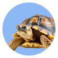 Tortugas