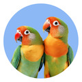 Aves